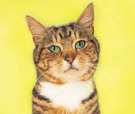purringtonpost's tweet photo. How Smart Is Your Cat? Mapping the Feline Brain => https://t.co/M1mgZ4i9ho | via petMD #cats https://t.co/OOxozg5h7O