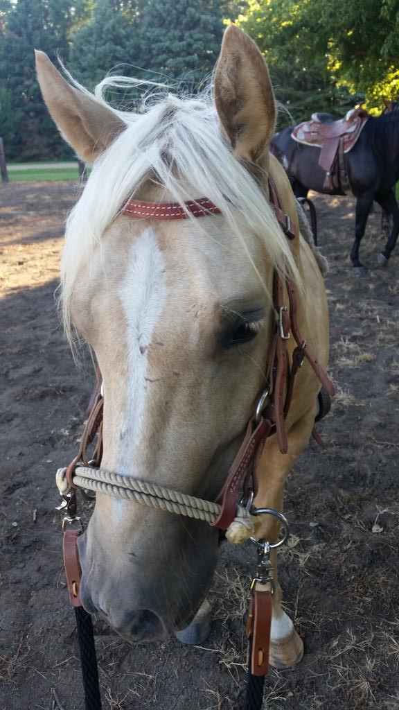dionerenee's tweet photo. Palo is doing great for his first few rides. https://t.co/g3dVy9HfBJ