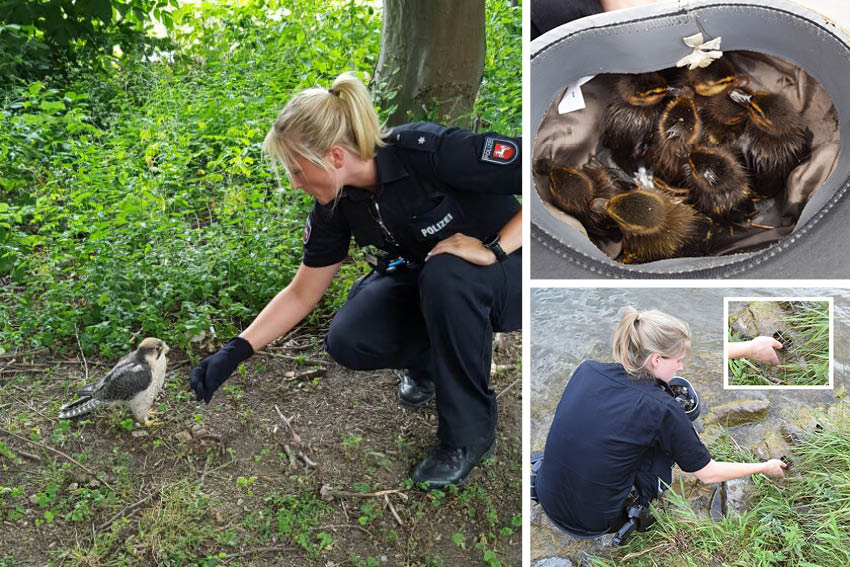 HAZ's tweet photo. Tiere in #Hannover auf Abwegen: Polizei rettet acht Entenküken und einen Adler. https://t.co/dojTUgyKA3 https://t.co/IUksIuX2yw