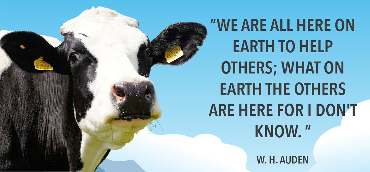 NemiDairy's tweet photo. HELLO!
It's that time again...
Another motivational quote next to a cow. ๐
#WednesdayWisdom #WiseCow ๐ฎ https://t.co/feUr0eqmcp