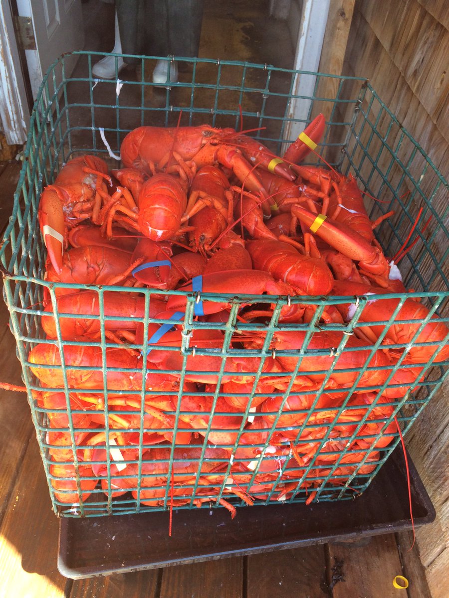 Sanders Lobster Co. (SandersLobster) Twitter