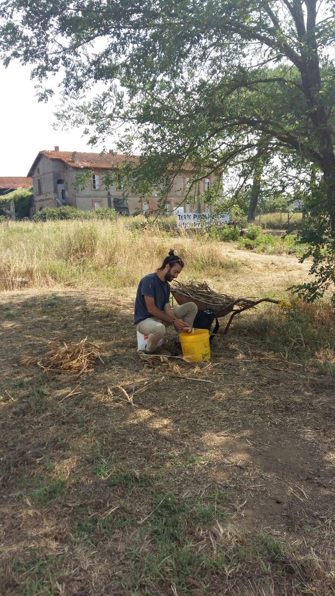 CoopCoraggio's tweet photo. Raccolta del lupino sulle #TerrePubbliche di Borghetto San Carlo https://t.co/wmZJ6i9D0Q