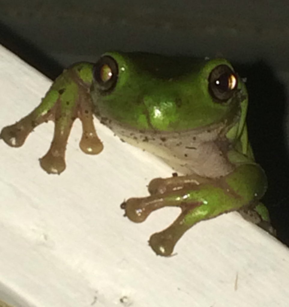 ChooShoe's tweet image. Just hanging out. #JustFrogThings #Ribbit #GreenTreeFrog #FNQ #NotMyPrince