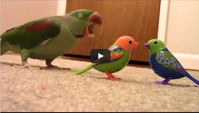 Real Bird's Reaction to Digibirds, Part 2
hoeurnhoch.com/17579