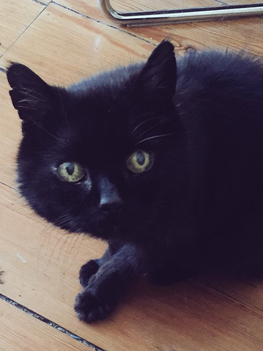 MYSADCAT's tweet image. My cat is sad because he can take a look into your eyes and instantly feel every bruise your heart has ever known.