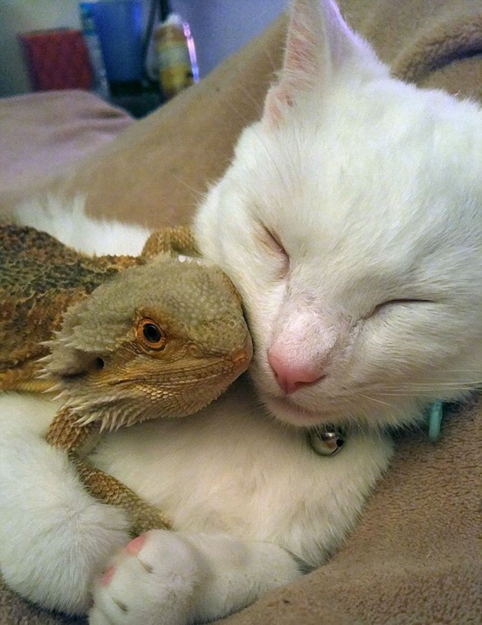 Mundo_Gatos's tweet photo. Gato y camaleón, amigos inseparables - https://t.co/K7UJ7pp1pr https://t.co/qMhTkudeiT