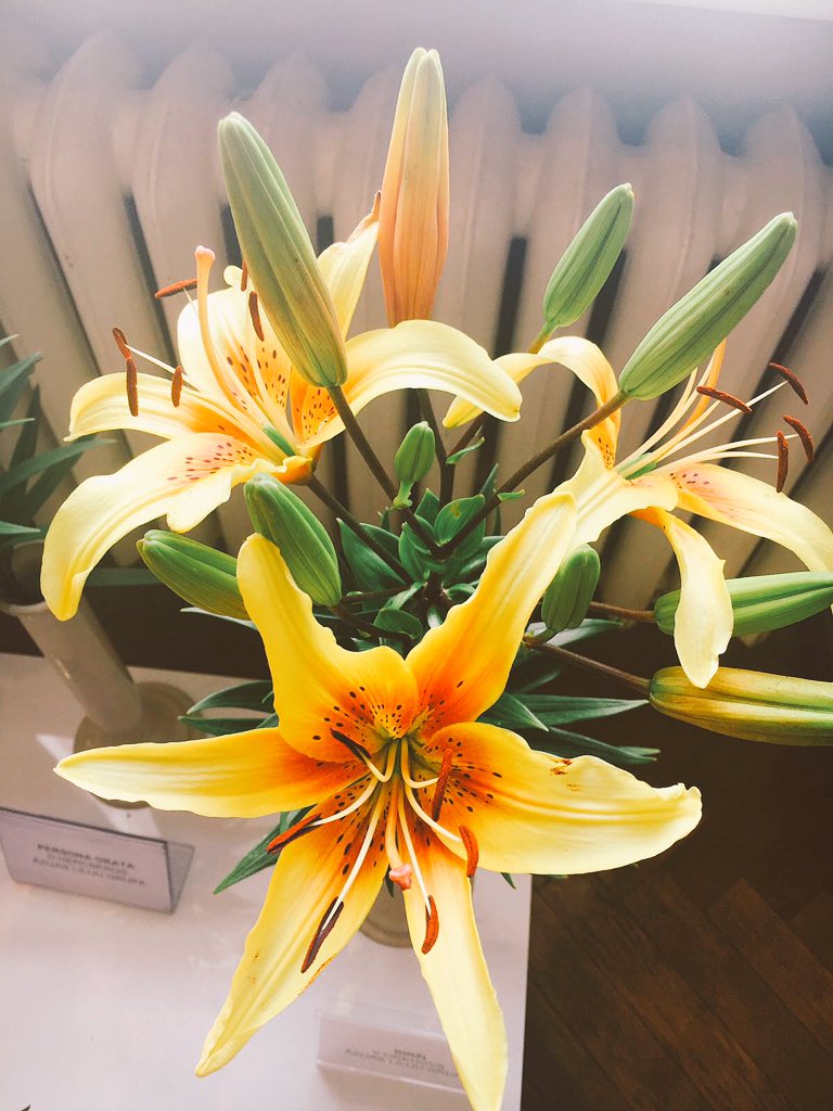 Cēlas un graciozas - lilijas - vasaras karalienes! Izstāde apskatāma līdz svētdienas pēcpusdienai!