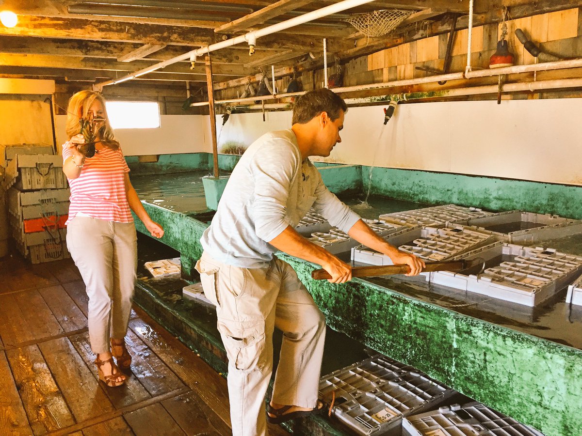 Sanders Lobster Co. (SandersLobster) Twitter