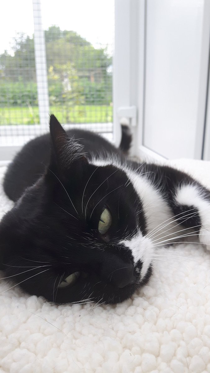Beautiful Mia #cattery #cathotel #CatsOfTwitter  #blackandwhitecat #northallerton #northyorkshire  #cat #cabins