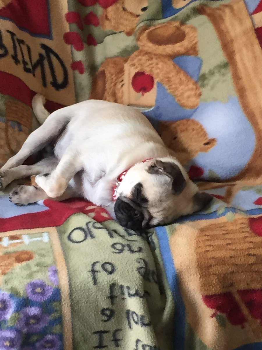 AlidrakePug's tweet photo. Daddy home today, he's on the phone a lot...#bored #sleepinstead https://t.co/OrJdfPtGxx
