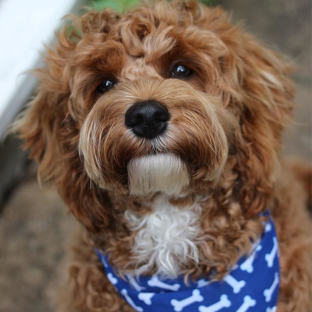 Scrambled Egg Smile #cockapoo #cockapoolove #cockapoopuppy #amazonpets #puppy #puppiesofin… ift.tt/29EhL4d