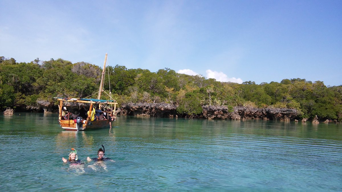 AQZanzibar's tweet photo. Alex and Jenny were first in the mangrove lagoon this morning! DYK they are the only trees that grow in salt water? https://t.co/jKygo8Y0jr