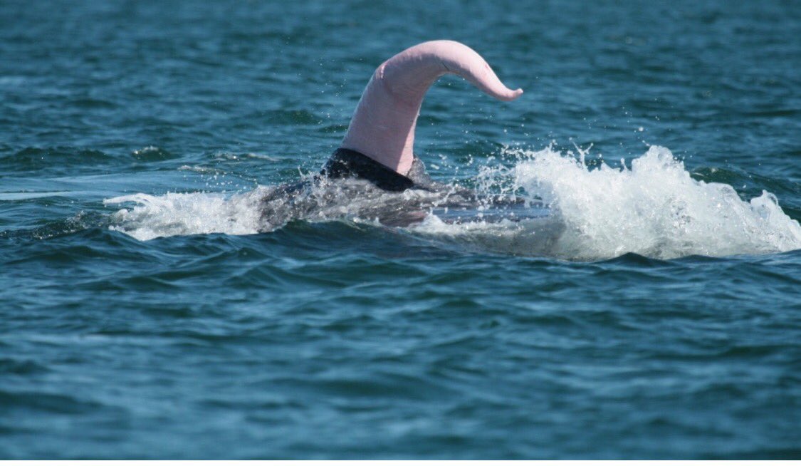 How Big Is A Blue Whale Penis 90