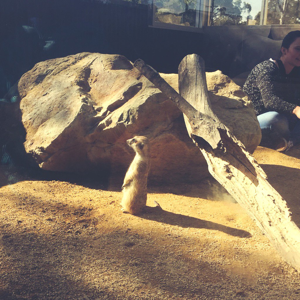 cilmaloney's tweet photo. 13. M is for... #fms_Misfor #fmsphotoaday #littlemomentsapp Meerkat #huntervalleyzoo https://t.co/5cPpw1JNzn