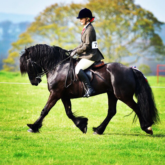 Sandy_Mawson's tweet photo. Dales Pony Society spring show 👍 #HOYS #Dalesponies #Champ https://t.co/6JndK6wcrH