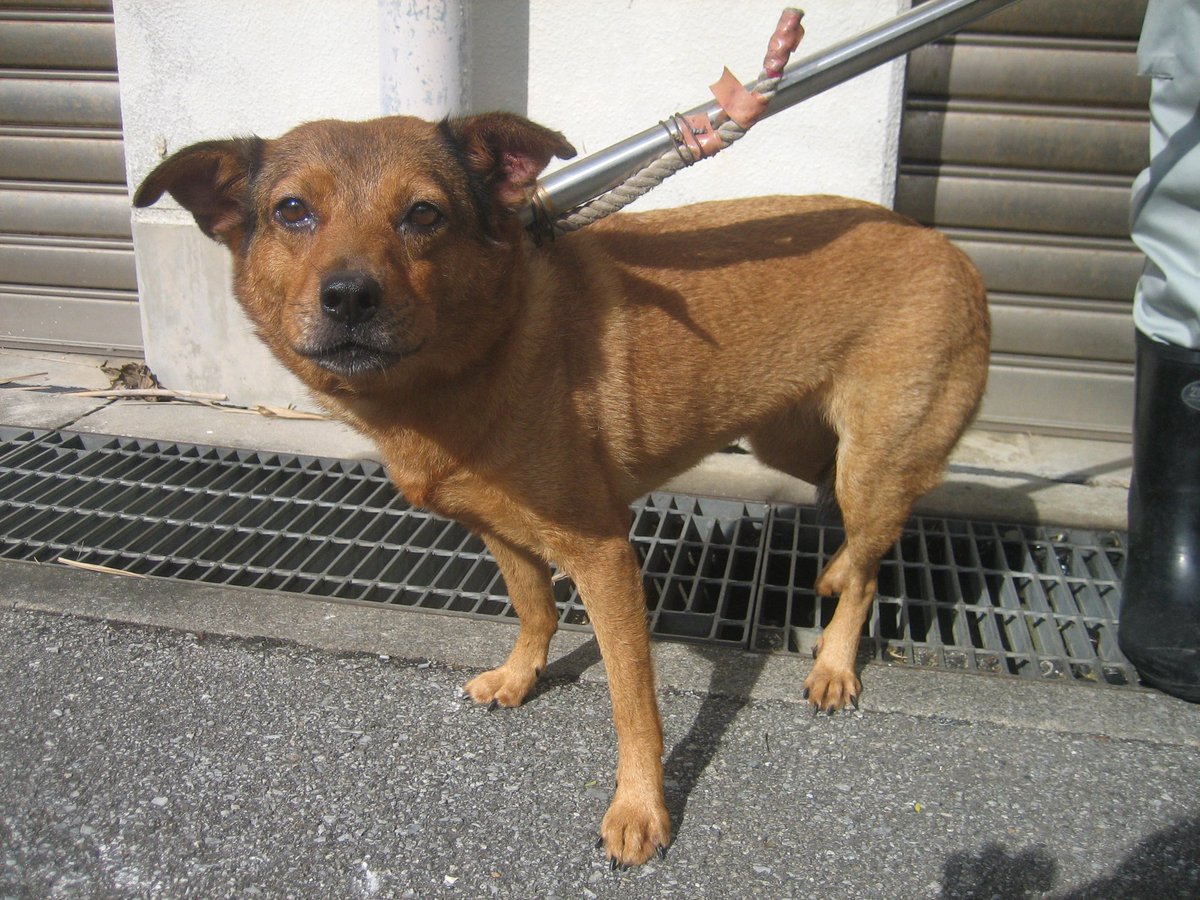 mumuma_fa's tweet photo. 【那覇市収容犬】7/13収容❀期限7/20雑種･中型♀６歳位･首輪なし･少し外耳炎あり。飼い主さん期限内にお迎えお願いします🙏 https://t.co/MILP1syH68 #沖縄 #那覇市 #犬 #迷子 #迷い犬 #繁多川 https://t.co/UikzGNb71c
