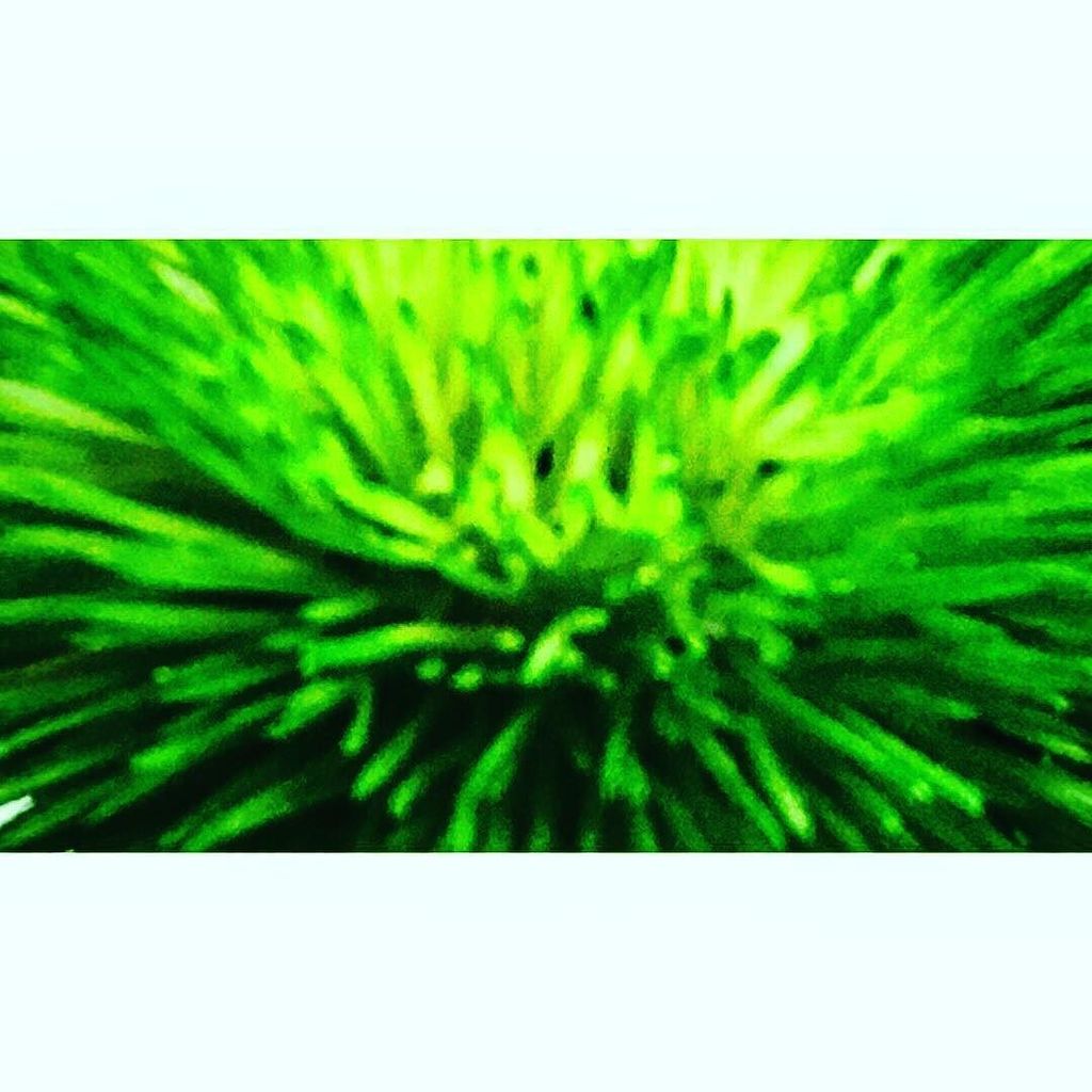 paulgmogg's tweet image. #PlantExplosion