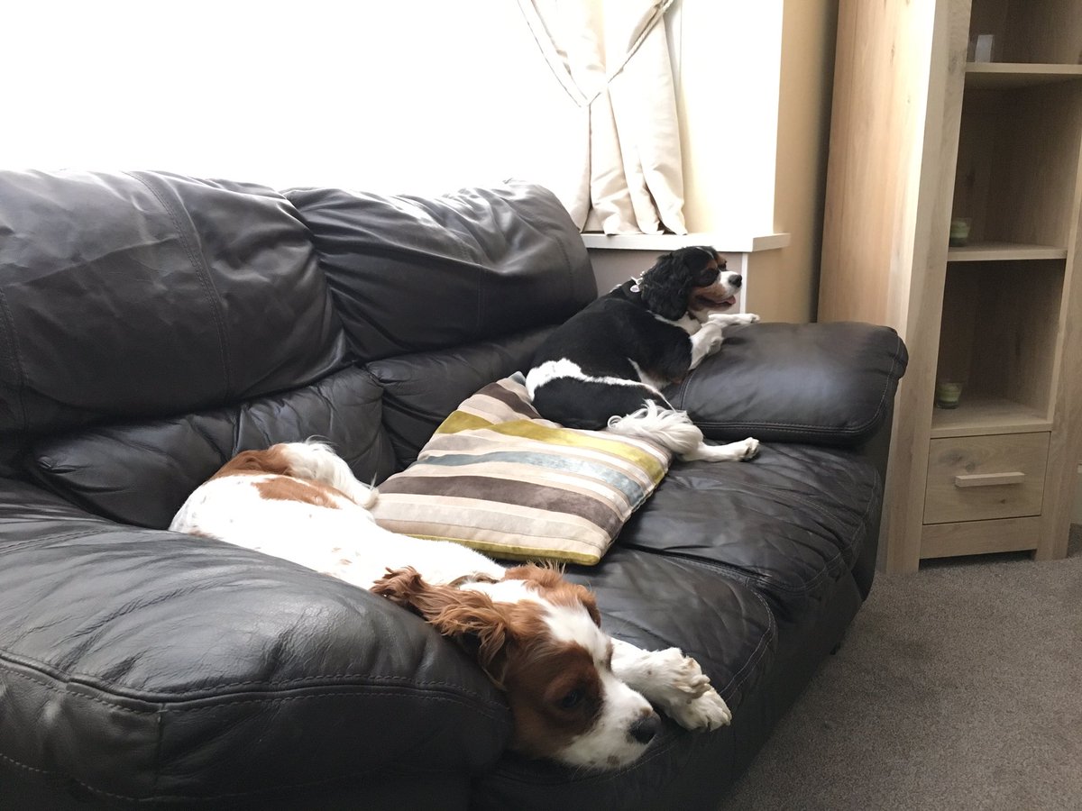 The_Warns's tweet photo. Tired boys after their walk https://t.co/1tVAoATcwO