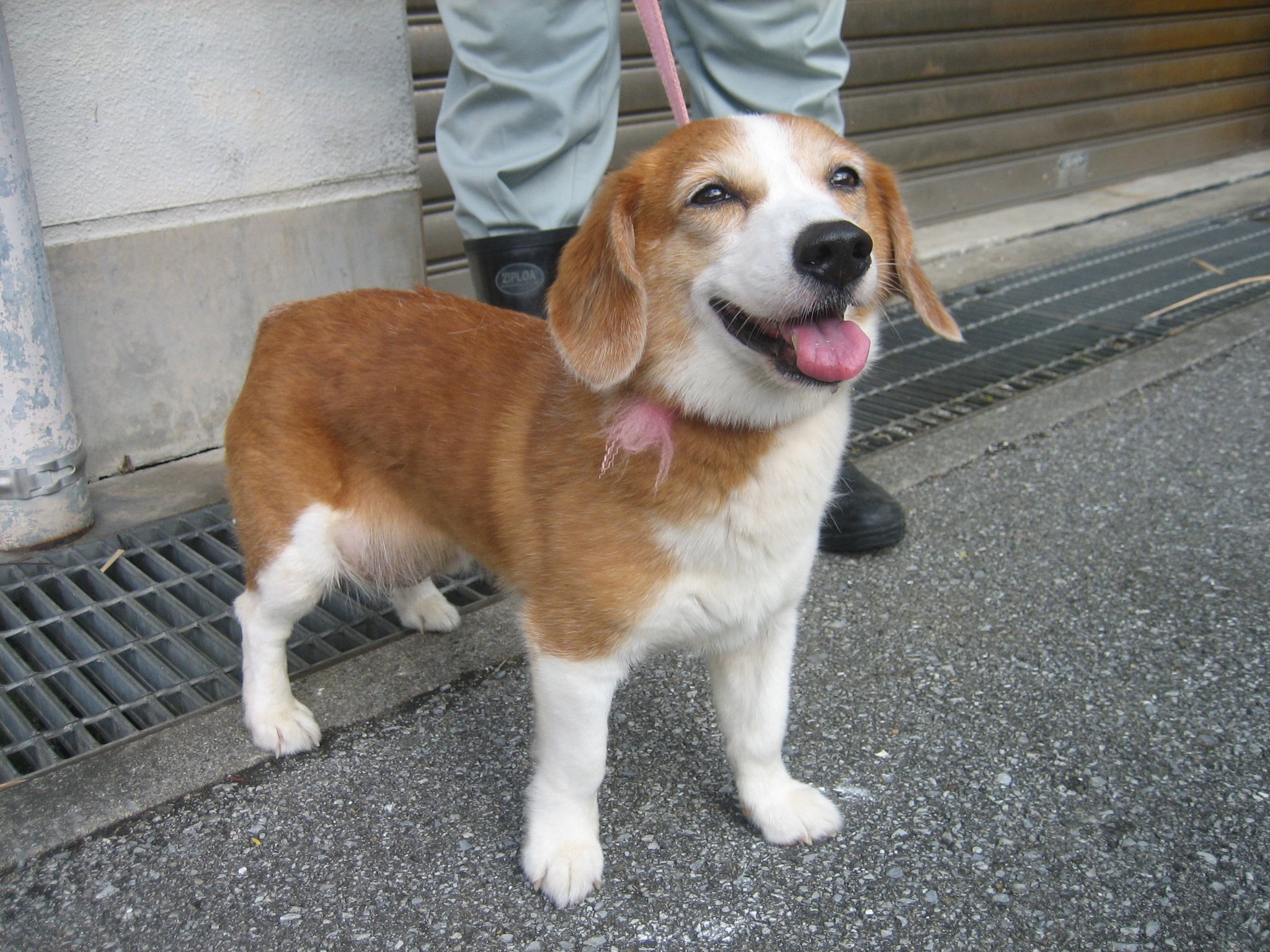 Yaingo No Fur 那覇市収容犬 7 13収容 期限7 ビーグル コーギー 系雑種 ２歳位 首輪なし 右下腹部腫瘤有 飼い主さん至急お迎え T Co Milp1syh68 沖縄 那覇市 犬 迷子 迷い犬 繁多川 T Co Afymfzxukk Twitter