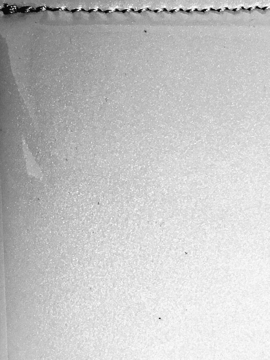 フローズンアレフランス