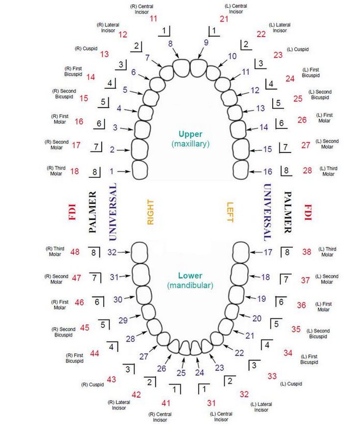 Dentagama's tweet photo. Dental Notation and How Dentists Number your Teeth https://t.co/CS75fO8mr4 https://t.co/GZ4DjUNj1e