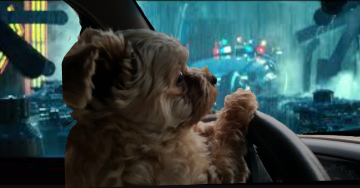 dorkmier's tweet photo. As soon as I get auto pilot, Charlie gets to be my driver. He's practicing already. https://t.co/bejf1rLSfB