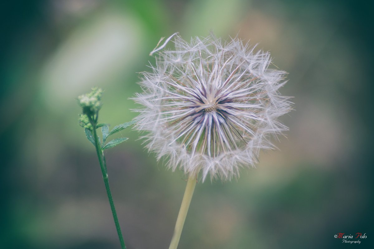 merys80's tweet image. Pide un deseo y sopla...
© Maria Polo
#NaturePhotography 
#Kuchifmfotos #Thephotohour
#Pintofotografia