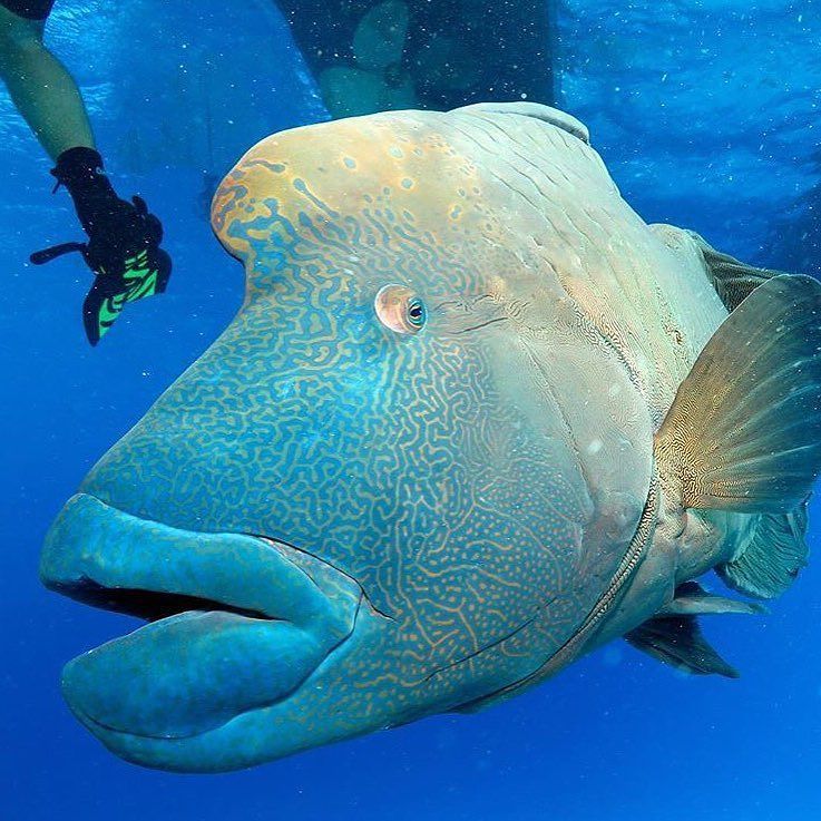 CairnsGBR's tweet photo. Night time kisses from a Maori Wrasse at #OpalReef near @portdouglasdaintree 💋🐠 #exploreTNQ with @elisayazmin_travel https://t.co/ASBVMruCN0