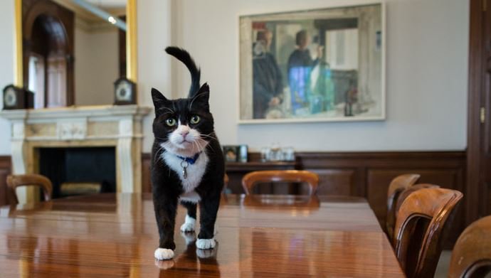 Battersea_ tweet picture