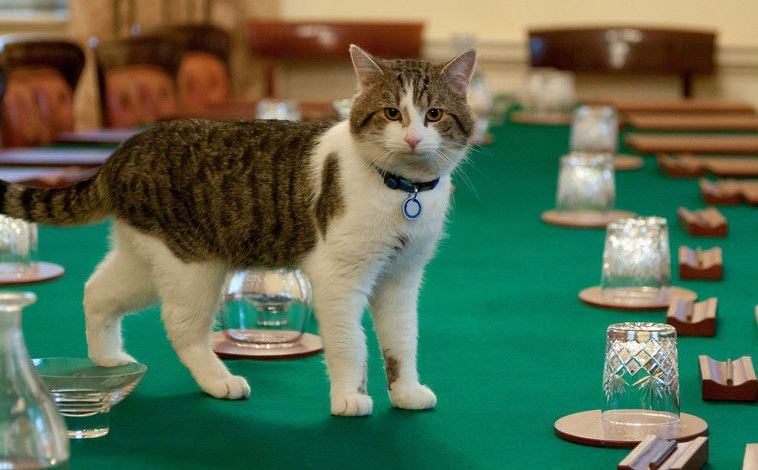 Battersea_ tweet picture