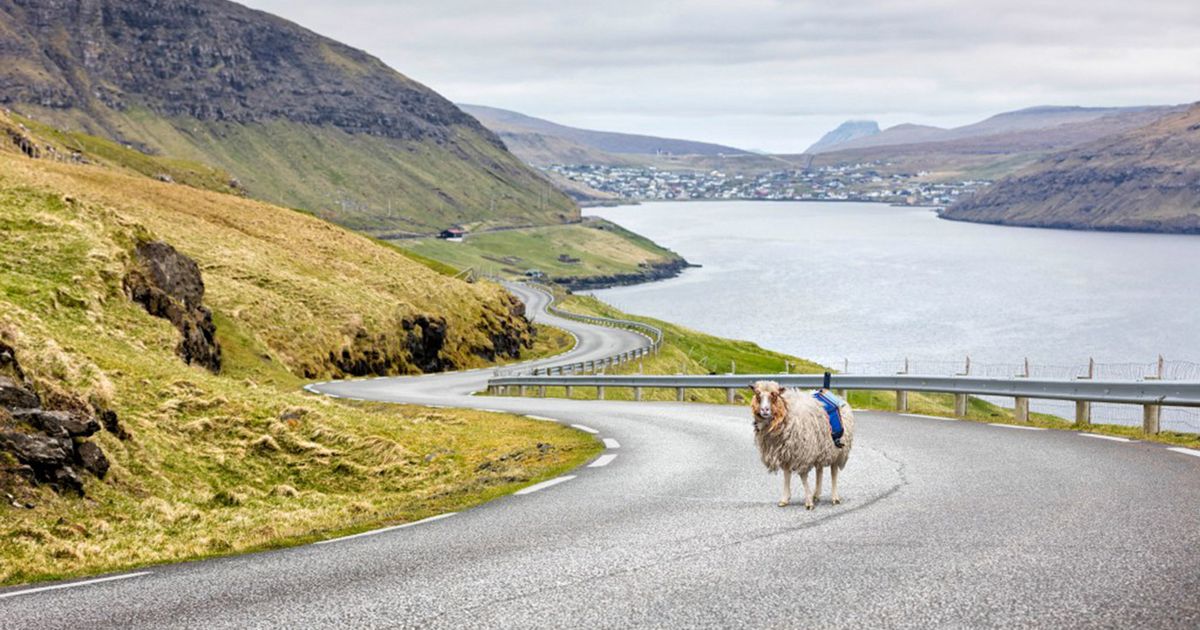 engadget's tweet photo. Island dwellers map their country with Sheep View 360 https://t.co/mberQ8baVb https://t.co/MuXnqpmo23