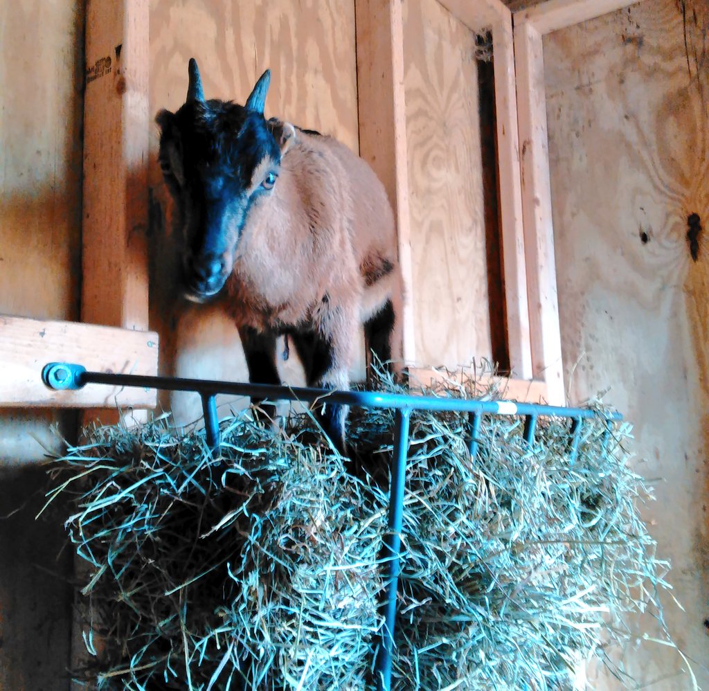 Tiny Hooves Sanctuary On Twitter Freckles Likes To Hang Out In