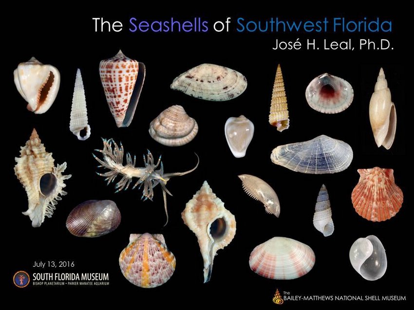 X 上的Femorale Shells：「The South Florida Museum - July 13, 19 h