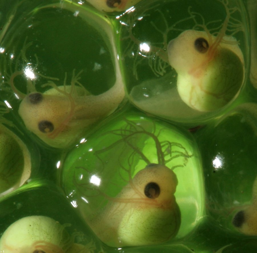 These frog embryos sense danger from inside the egg, hatch early if