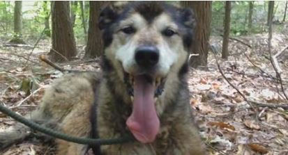 A happy ending for this dog who disappeared after being spooked by fireworks. #dogs