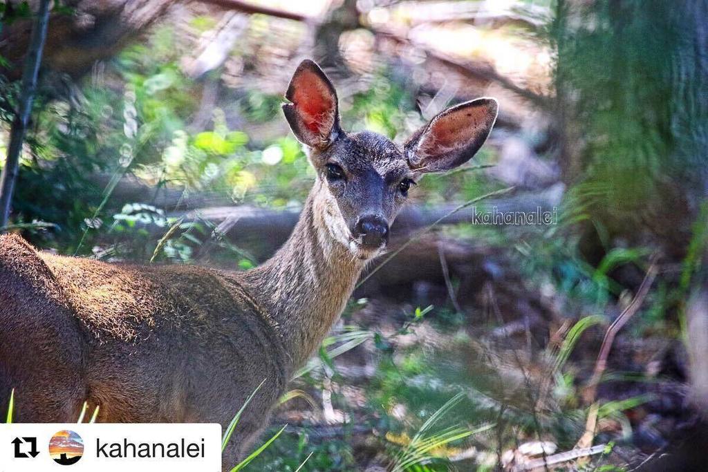 AngelIslandCafe's tweet photo. There are many deer around Angel Island and can easily be spotted from all the trails on the island. Photo by @kaha… https://t.co/f0fVKHBNif