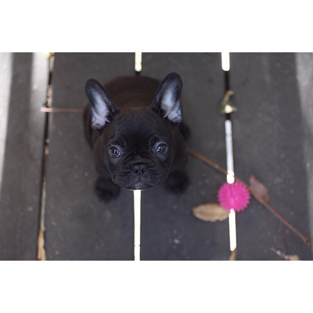 Хочу друга, псинку такую, и чтоб нам втроем было весело вместе 
#frenchie