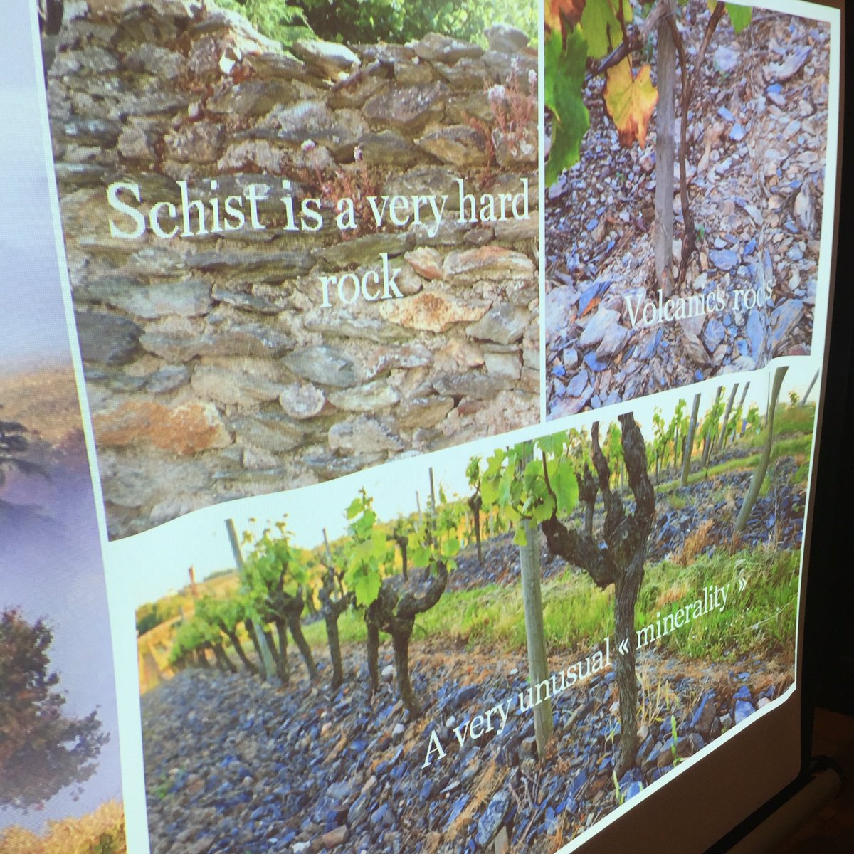 winespice007's tweet photo. Florent literally talking schist. Lovely Savennieres to taste- no loessers here. #mineralityrocks #Baumard https://t.co/Eo3lr3S74o