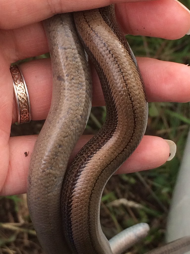 Side by side comparison of head shape and body colour of adult male (L) and female (R) slow worms