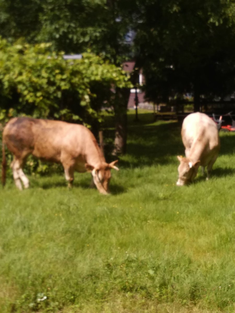 We hebben weer rundvlees in de vriezer van de blonde d'aquitaine hier uit het Aa-dal