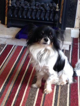 millypod1's tweet image. #Lost OLDER Black &amp;amp; White Chihuahua  
Wye Court #Thornhill #Cwmbran #Wales #NP44 doglost.co.uk/dog-blog.php?d…