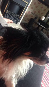 millypod1's tweet image. #Lost OLDER Black &amp;amp; White Chihuahua  
Wye Court #Thornhill #Cwmbran #Wales #NP44 doglost.co.uk/dog-blog.php?d…