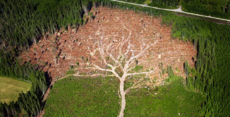 Know's tweet photo. Deforestation rates in Africa are twice the average. More than 9.9 million acres of forest are lost every year. https://t.co/2UWOZ7ZGFZ
