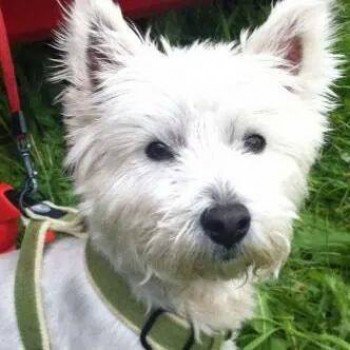 millypod1's tweet image. #Lost #STOLEN OLDER West Highland White Terrier Female 
#Tarbet Pier Car park #Scotland #G83 doglost.co.uk/dog-blog.php?d…