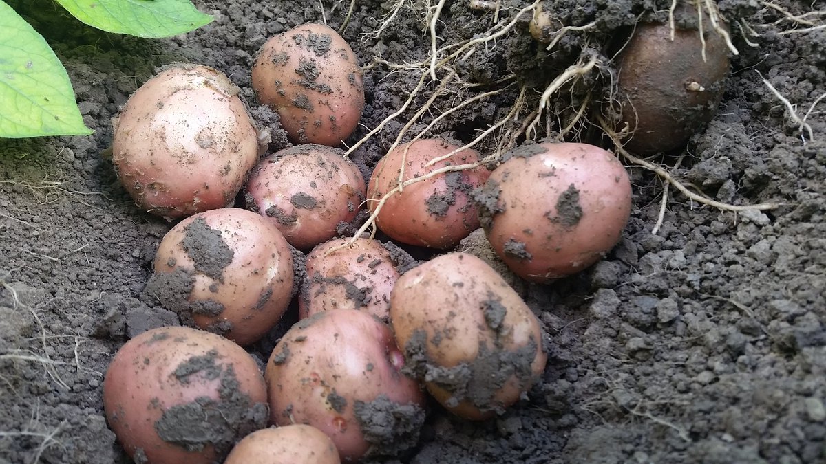MarcovanGurp's tweet photo. #Schilkwaliteit met N-xt #calcium wordt zichtbaar. Egale zetting en schonere knollen @GeDuHo @NxtFertilizers https://t.co/jXyJIDLSie