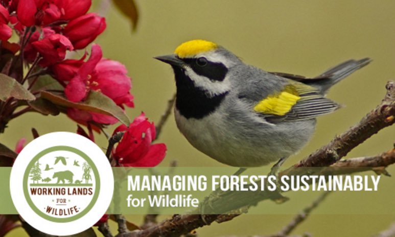 USDA_NRCS's tweet photo. Report: Sustainable forestry practices on private lands helping golden-winged warbler. https://t.co/FN0kLFXsJT https://t.co/mMREJ63VZr