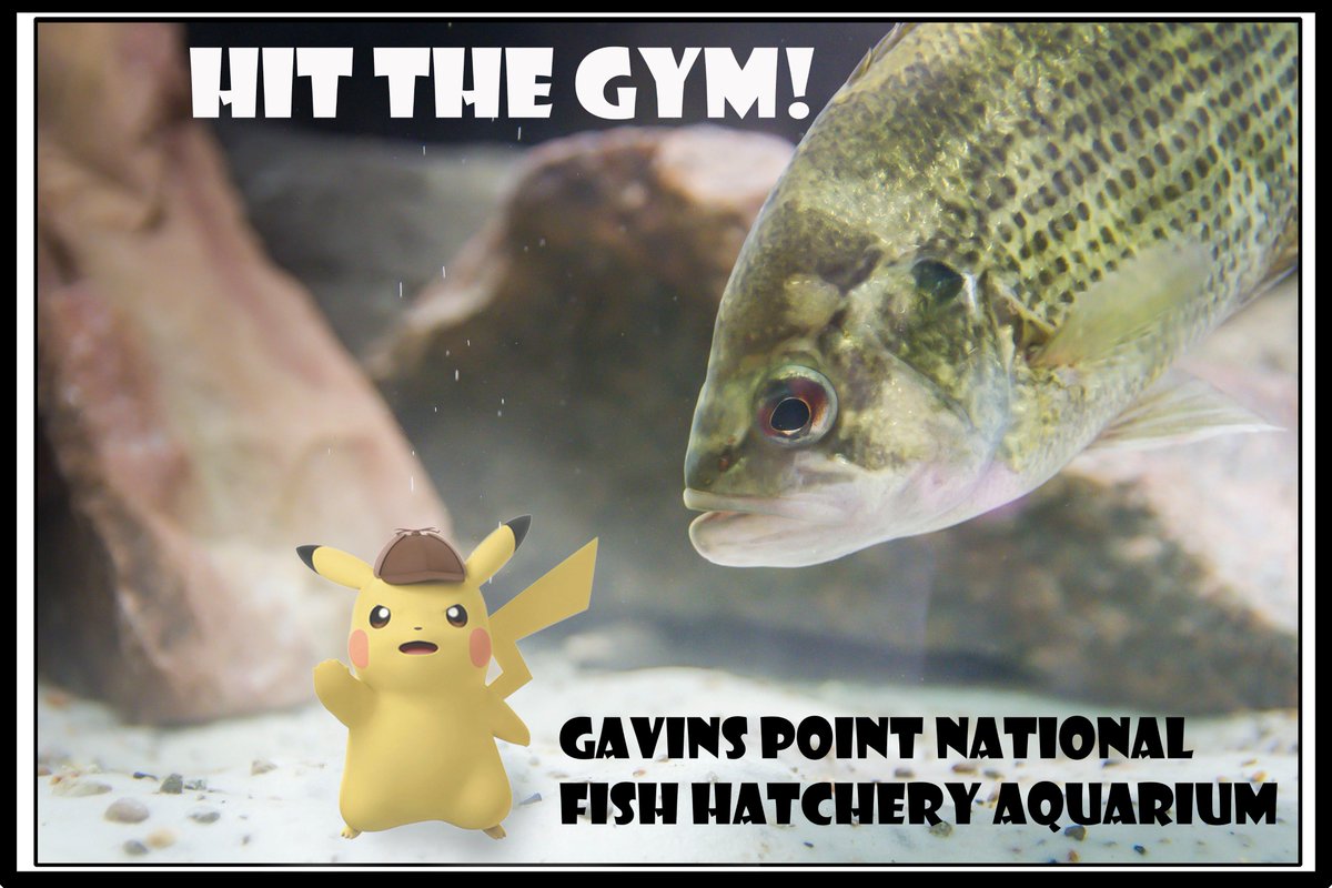 Gavins Point NFH tweet media