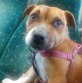 millypod1's tweet image. #Lost Staffie Cross Female SWEPT BY TIDE #Thames by PAGEANT STEPS towards #Greenwich  SE16 doglost.co.uk/dog-blog.php?d…