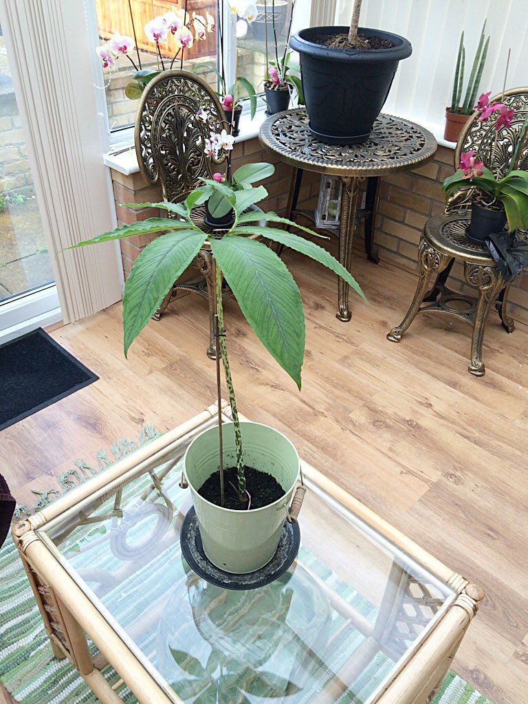 CandzAfrica's tweet photo. Started as a tiny little #voodoolilly and after 4 years is getting bigger and bigger! #plants #growing #hobby https://t.co/iC4h1XL4cU