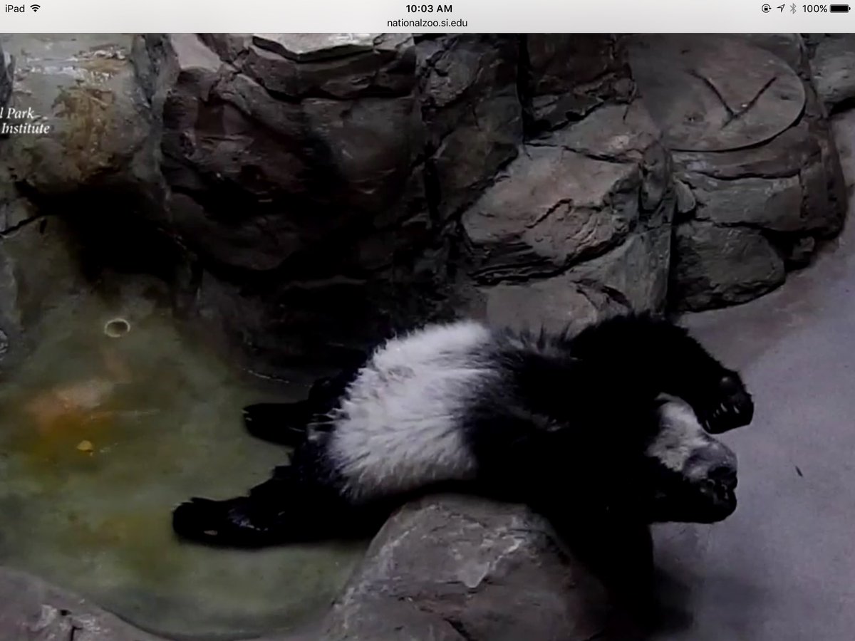 JuliaEriksen's tweet photo. Chillin in the pool. πΌβ€οΈ @houseofcubs #pandastory #beibei #hotpanda https://t.co/meDJomCQnS